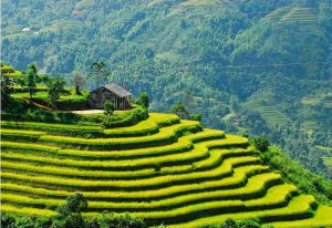 How to get to visit the terraced rice fields in Vietnam?
