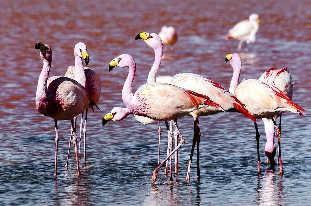 The unique wildlife - Flamingos